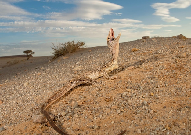 W pustyni i puszczy lektura której klasy pojawia się w szkole?