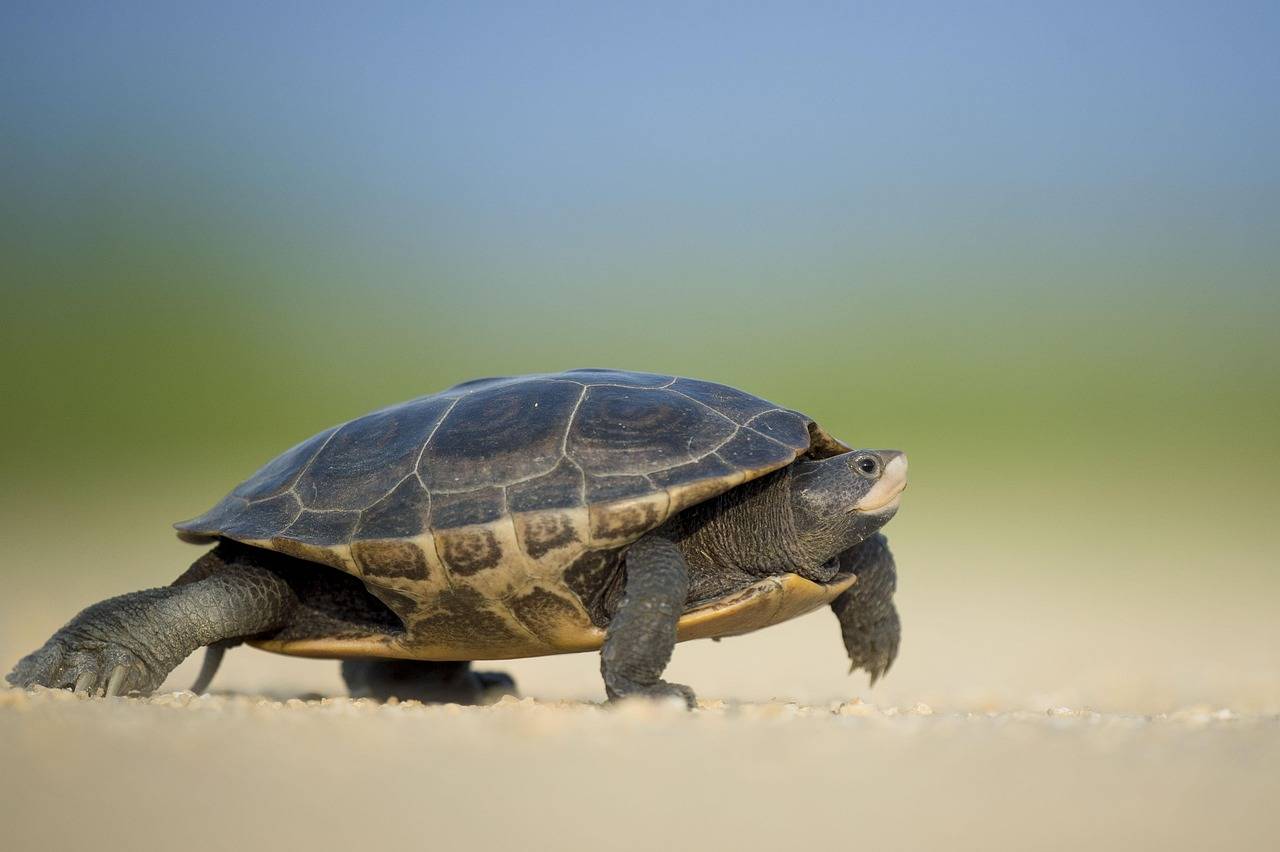 Ile kosztują korepetycje z biologii w Polsce?
